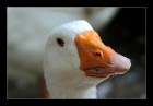 Gans_glotzt_ins_Objektivjpg  © 2025 René Göke